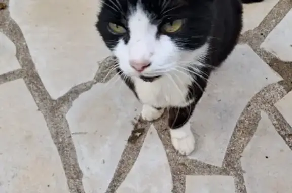 Chat noir et blanc trouvé à Saint-Avé - photo