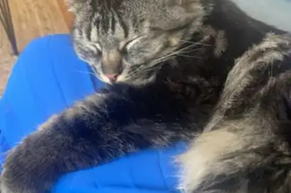 Animaux perdus Roanne, photo: Chatte blessée disparue à Riorges, Rue Peillon