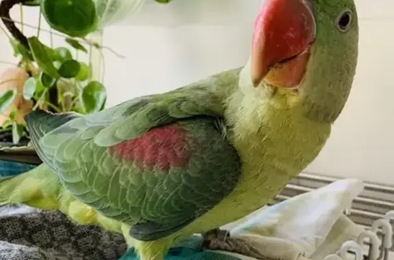 Perroquet trouvé à Nice, Av Clémenceau - photo