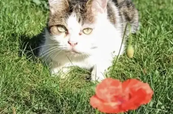 Chatte croisée British disparue à Cosnes - photo