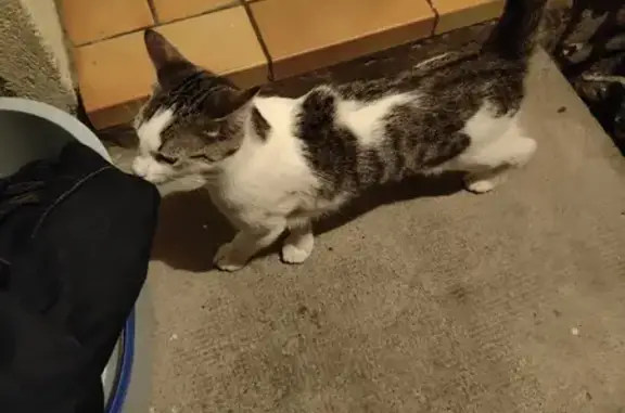 Chat trouvé Avignon, photo: Chat gris et blanc trouvé à Avignon