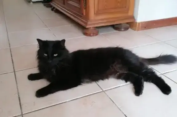 Chat perdu, , photo: Chat noir perdu Rue des Vignerons