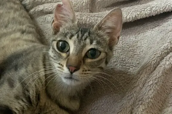 Chat perdu, Albitreccia, photo: Chatte perdue, 2 ans, route de Molini