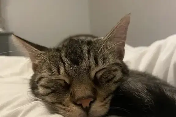 Animaux perdus Pornic, photo: Chat européen gris/noir perdu à Pornic