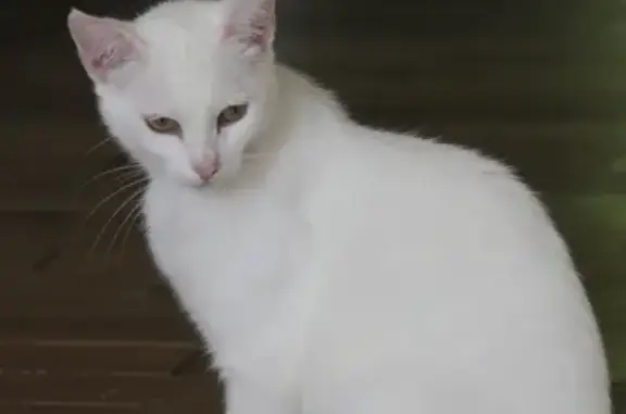 Chat perdu, Rougé, photo: Chatte blanche disparue à La Minière