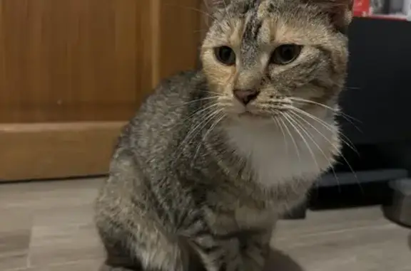 Chat trouvé Quiévrechain, photo: Chatte trouvée près du rond-point à Quiévrechain