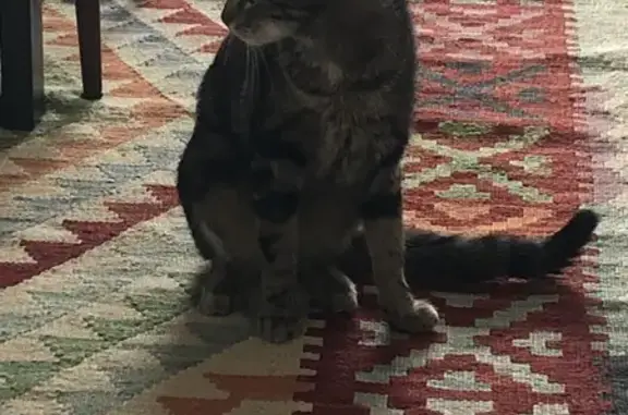 Animaux perdus Montreuil, photo: Chat perdu, 1 an, Rue Hoche, Montreuil