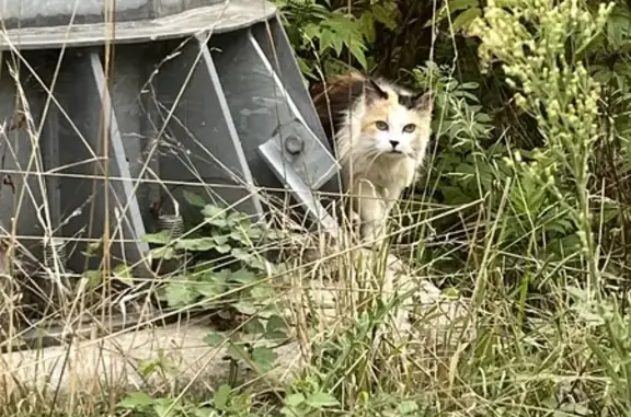 Chat Isabelle trouvé, craintif, Rue Maubec - photo