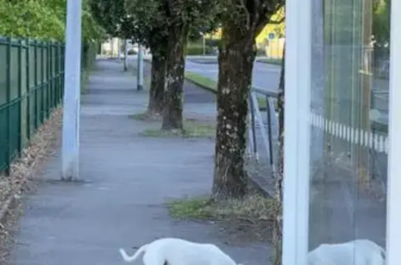 Chien aperçu près du lycée Nicolas Appert - photo