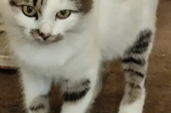 Chatte gestante trouvée, Dreux, rue A. Faucher - photo