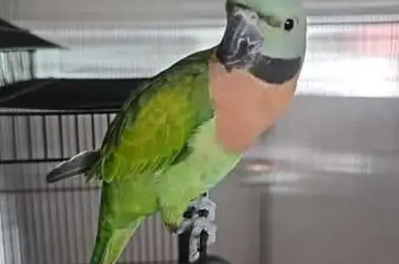 Lost Mustache Parrot in Choa Chu Kang