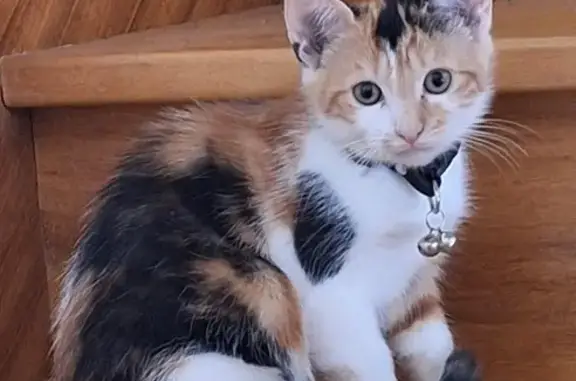 Animaux perdus Bégard, photo: Chat disparu à Bégard, Hent Traon ar Bourk