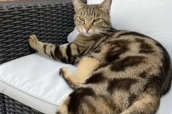 Chat perdu, Garons, photo: Chatte perdue, 9 ans, Rue Vieille Vigne, Garons