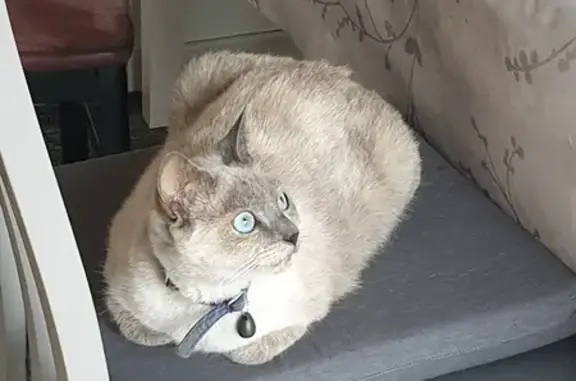 Chatte croisée siamois trouvée à Montigny - photo