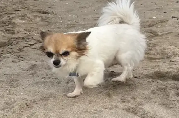 Chien sociable perdu à Bourdeilles - photo