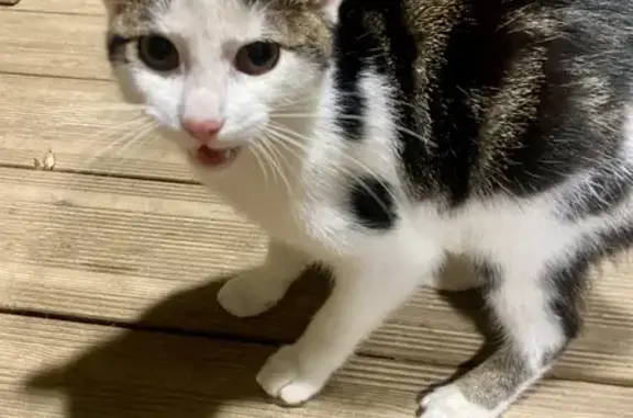 Chaton trouvé, affamé, rue de Dreuil, Amiens - photo