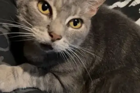 Animaux perdus Vasselay, photo: Chat gris tigré perdu à Vassel, répond à Tigris