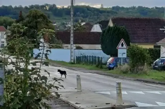 Chien jeune et craintif trouvé à Jussey - photo