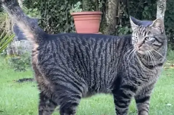 Chat trouvé Nouaillé-Maupertuis, photo: Chat tigré trouvé à Nouaillé-Maupertuis