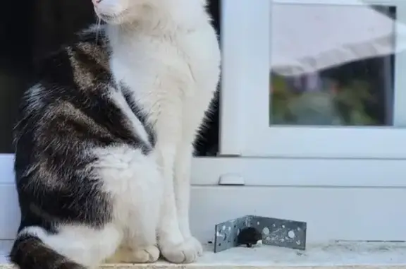 Chat Européen marbré/blanc perdu à Tourville - photo