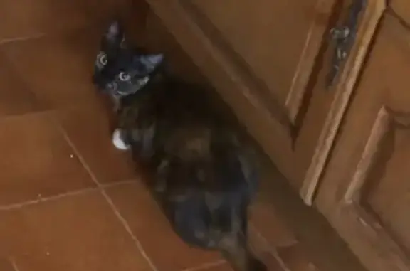 Animaux perdus , photo: Chatte stérilisée disparue à Petreto-Bicchisano