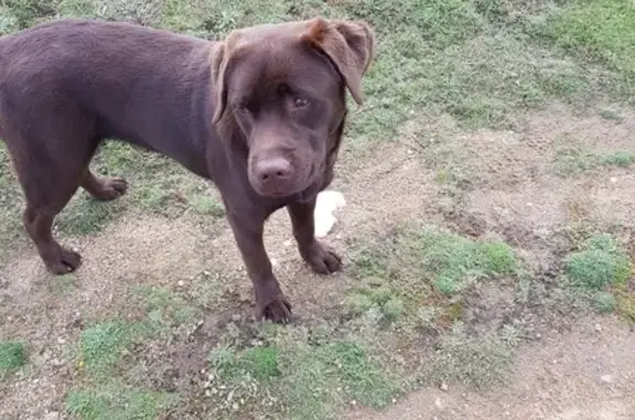 Labrador marron 8 mois disparu à Nevers - photo