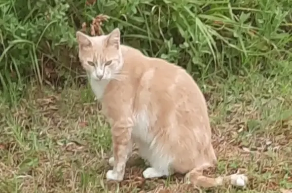Chat trouvé rue de la Morellerie, Veigné - photo