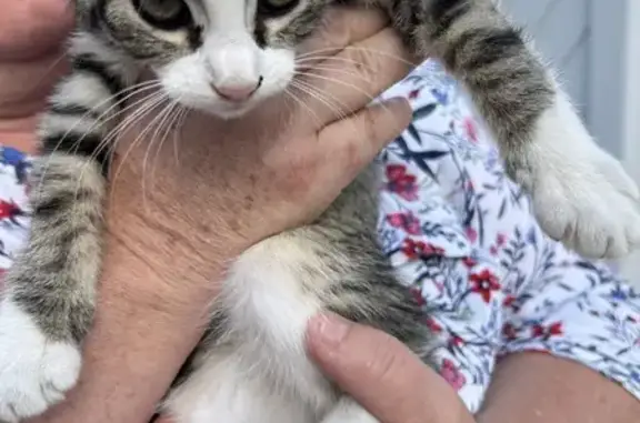 Chaton et mère abandonnés, Allée des Chênes - photo