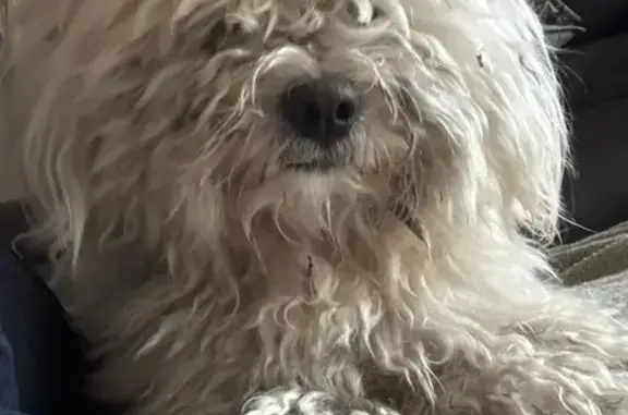 Jeune bichon blanc trouvé à Lille - photo