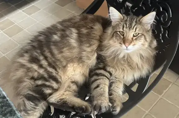 Animaux perdus Chablis, photo: Chat norvégien perdu à Chablis