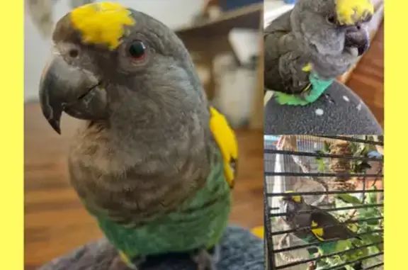 Lost Meyers Parrot in Canterbury-Bankstown