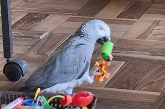 Lost African Grey Parrot in Pi...