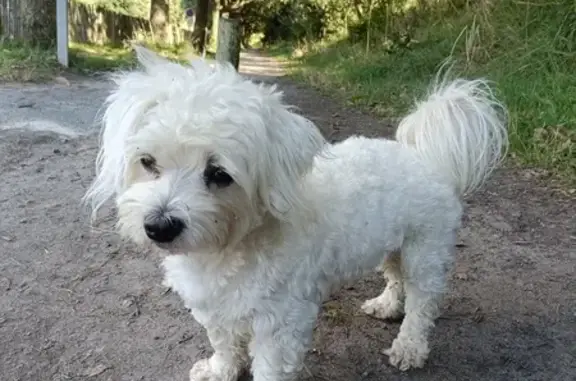Chien trouvé , photo: Bichon blanc trouvé sur parking à Brétignolles
