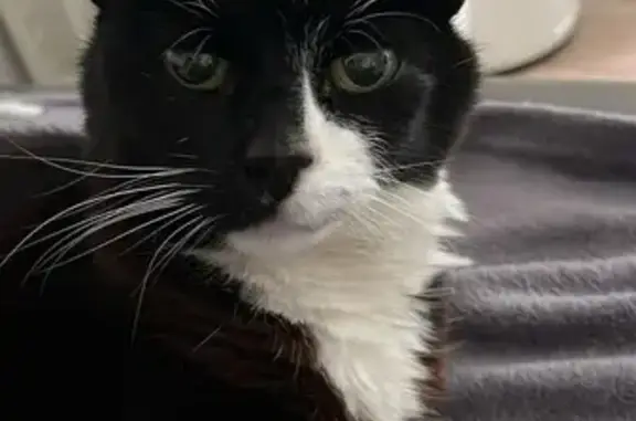 Chat noir et blanc trouvé à Rennes - photo