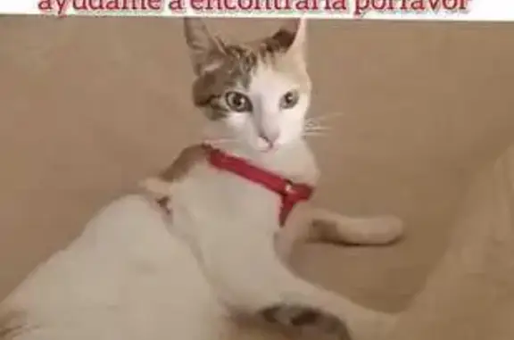 ¡Gato Perdido! Hembra de Ojos Verdes en Dílar