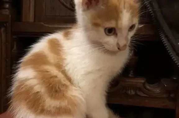 Chaton blanc et roux trouvé Rue du Calvaire - photo