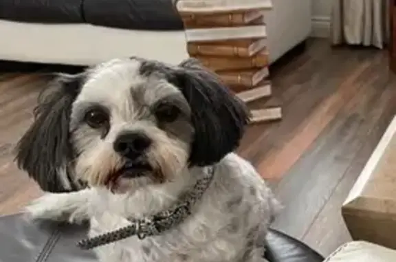 Missing Lhasa Apso with Epilepsy in Stockton