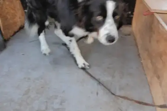 Chien trouvé , photo: Chien springer noir et blanc trouvé à Magnerot