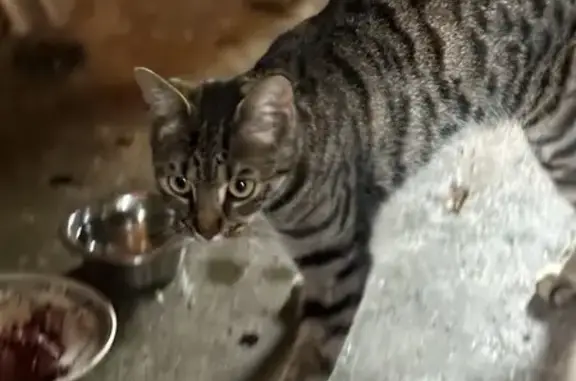 Animaux trouvés , photo: Chat tigré trouvé à Chevillon-sur-Huillard