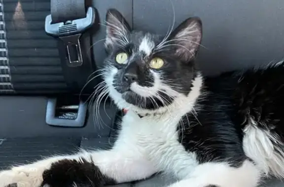 Petit chat trouvé rue Clovis à Reims - photo