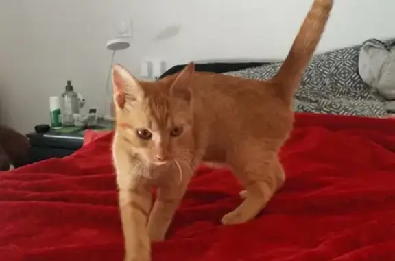 Chat castré non pucé trouvé, Toulouse - photo