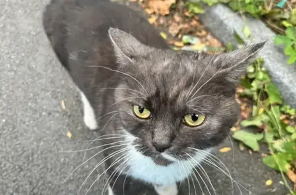 Chat perdu trouvé Rue du Bourg, Lambersart - photo
