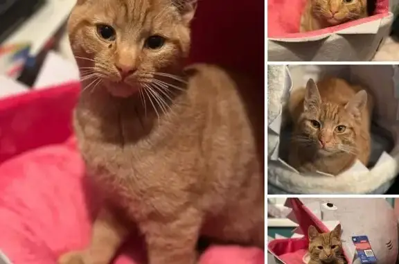 Lost Ginger Cat: Reward for Safe Return