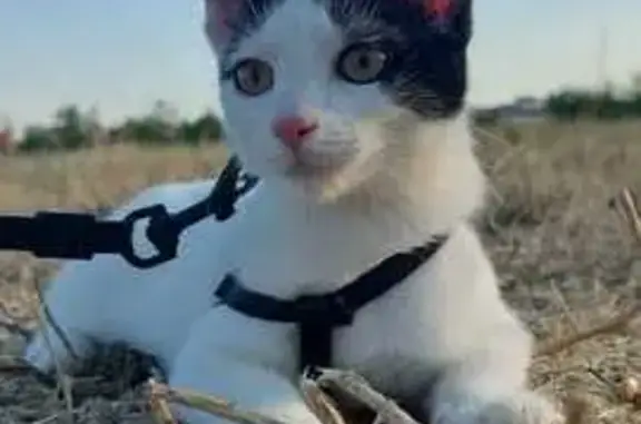 ¡Gata Perdida! Blanca con Cola y Manchas Negras