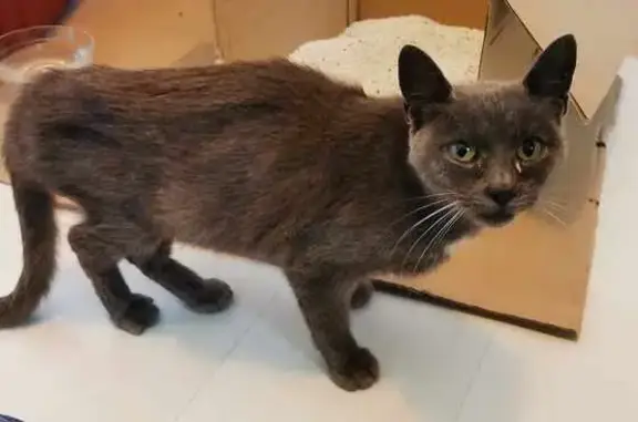 Chat mâle gris trouvé, maigre, Flers - photo