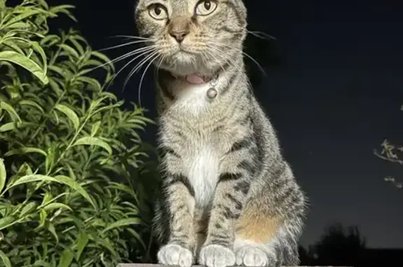 Lost Tabby Cat with Pink Collar in West Covina