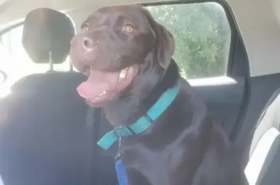 Chien femelle marron trouvé près de Nantes - photo