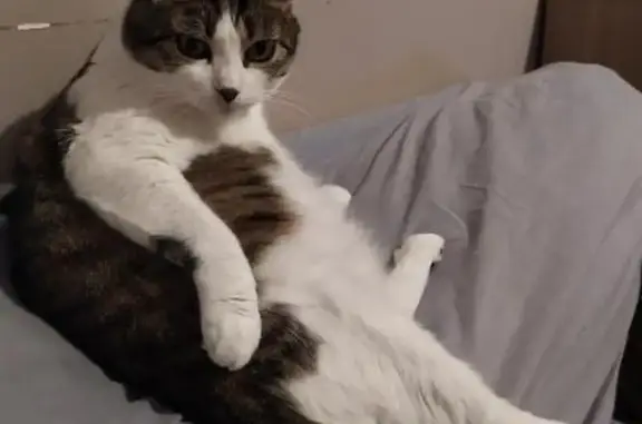 Animaux perdus Toulon-sur-Arroux, photo: Chat tigré marron-blanc disparu à Toulon