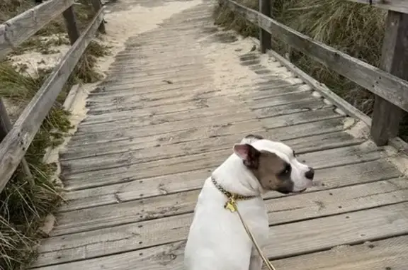 Lost American Bulldog in Seaford - Help Needed!