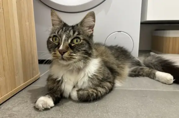 Chatte stérilisée trouvée à Haguenau - photo